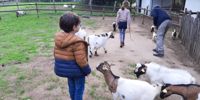 Où voir des animaux en Charente-Maritime et Charente ? Les fermes pédagogiques et parcs animaliers près de La Rochelle, Royan, Angoulême ou Saintes