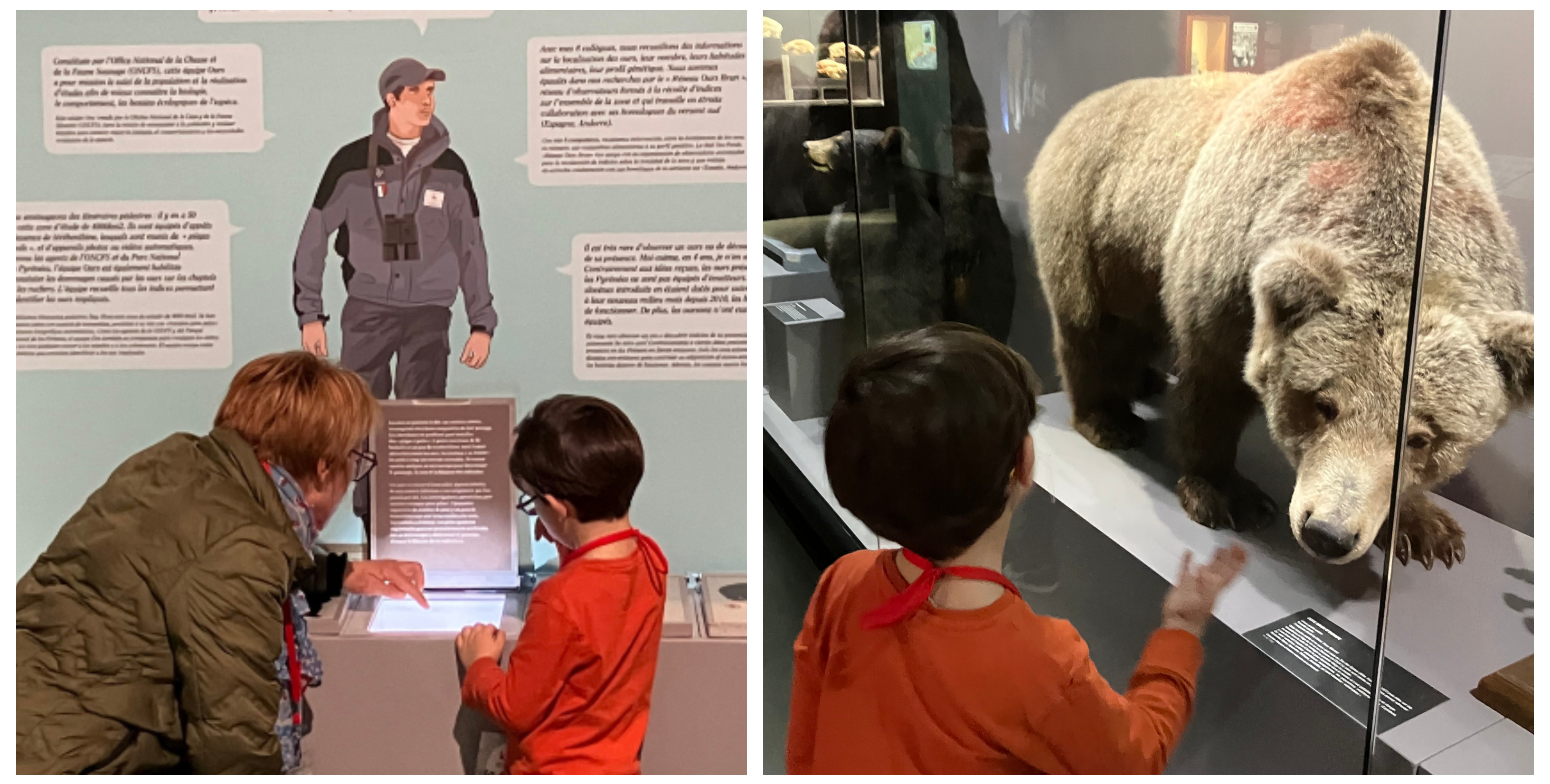 "Doux comme un ours" visite spéciale pour les petits au Muséum d'Histoire Naturelle de La Rochelle