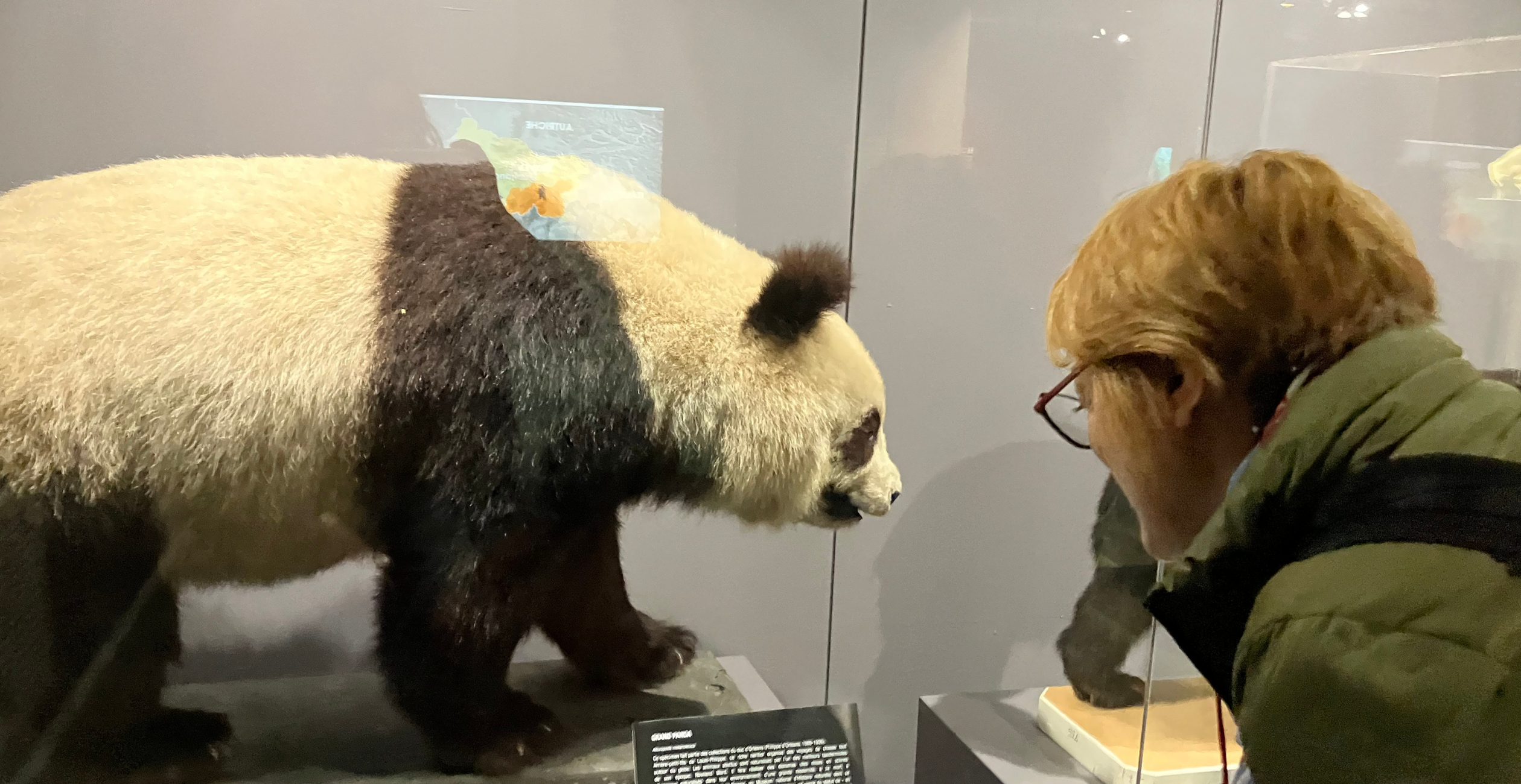 "Tour du monde des ours", visite flash de l'expo Ours au Muséum de La Rochelle