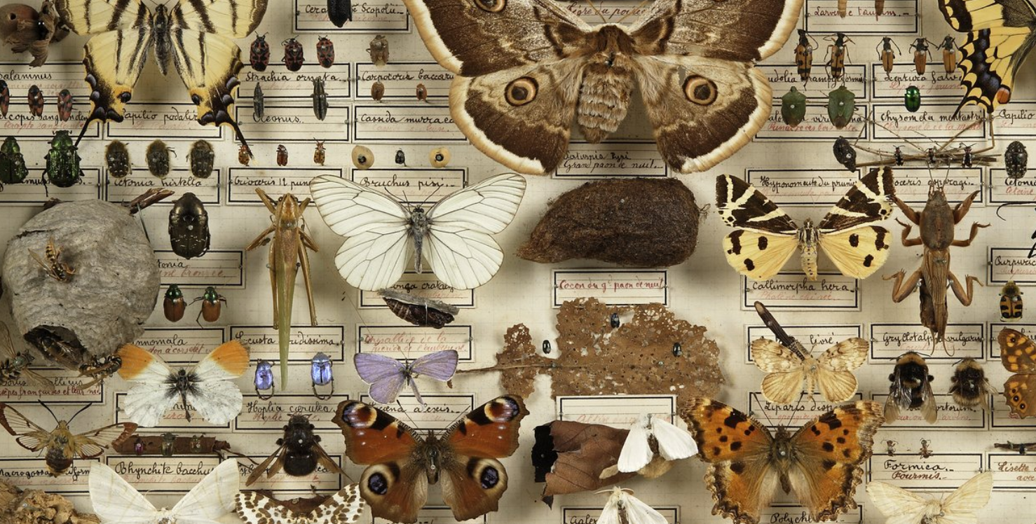 "Les insectes" atelier enfant au Muséum d'histoire naturelle de La Rochelle