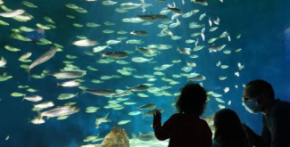 l'Aquarium de La Rochelle, une visite incontournable